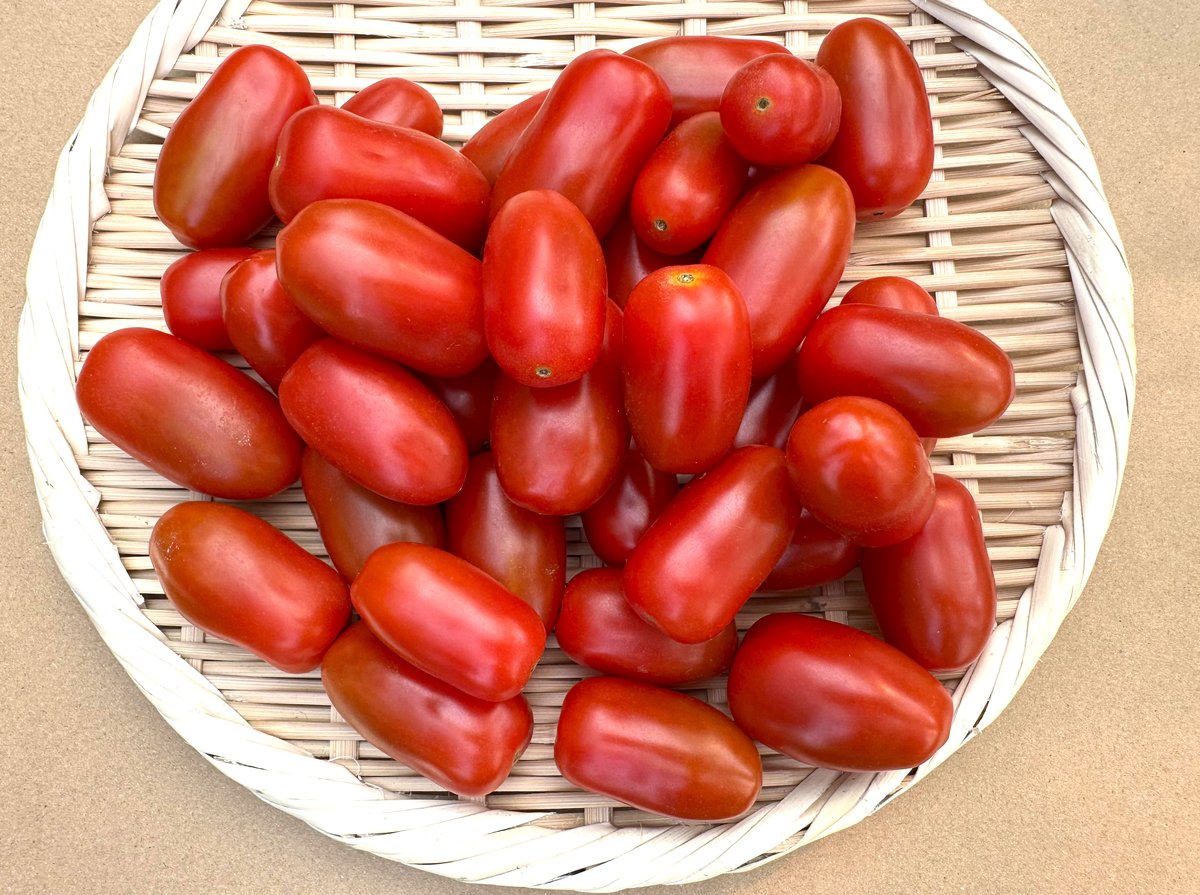 北海道産 ミニトマト フラガール 3kg（冷蔵便） | 北海道Uファーム