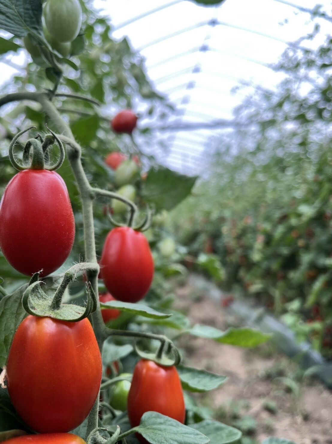 北海道産 ミニトマト フラガール 3kg（冷蔵便） | 北海道Uファーム