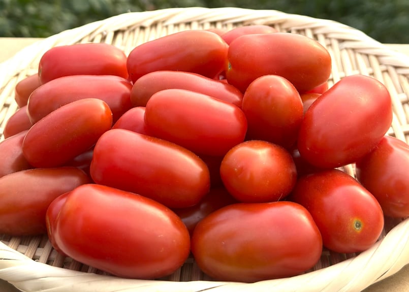 北海道産 ミニトマト フラガール 6kg（冷蔵便） | 北海道Uファーム