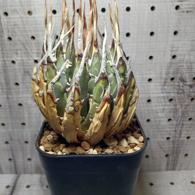 33 ユタエンシス エボリスピナ 現地株 ベアルート 陽炎 アガベ 93 ユタエンシス エボリスピナ 現地株 ベアルート 陽炎 アガベ 【公式