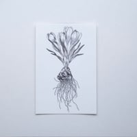 池田早秋｜ポストカード  結晶植物（クロッカス）