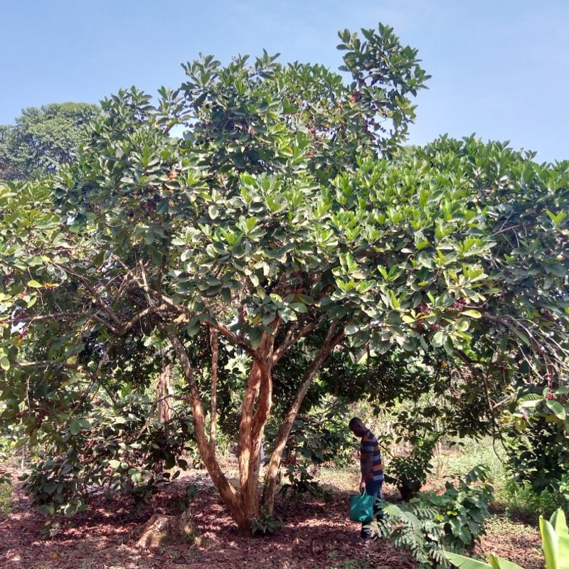 リベリカ種〉ウガンダ エクセルサ ナチュラル 200g(中煎り) | 喫茶路地