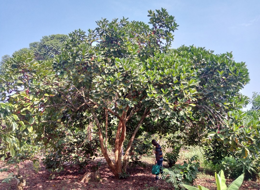 リベリカ種〉ウガンダ エクセルサ ナチュラル 200g(深煎り) | 喫茶路地