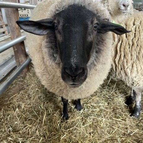 a様用 tomamu sheep farm KUROchan サフォーク系ライトグレーカラード 3.5kg