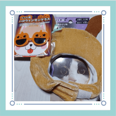 ペット 猫/仔犬用 ハロウィン 変装セット かぼちゃ　サングラス　うさぎフード