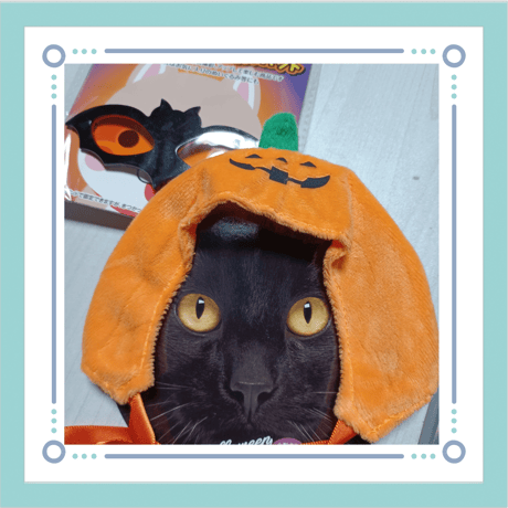 ペット 猫/仔犬用 ハロウィン 変装セット かぼちゃ パンプキン サングラス フード コスプレ 衣装
