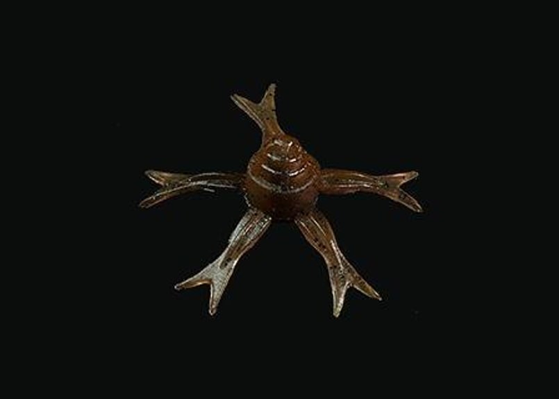 ジャッカル JACKALL/ジャッカル JIMMY HENGE 50/ジミーヘンジ50 Feco認定品 |