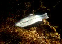 ✨美品✨ロマンメイド　マザー　ナチュラルウッドブルー Mother Natural Wood PREMIUM (リアルバス） - RomanMade