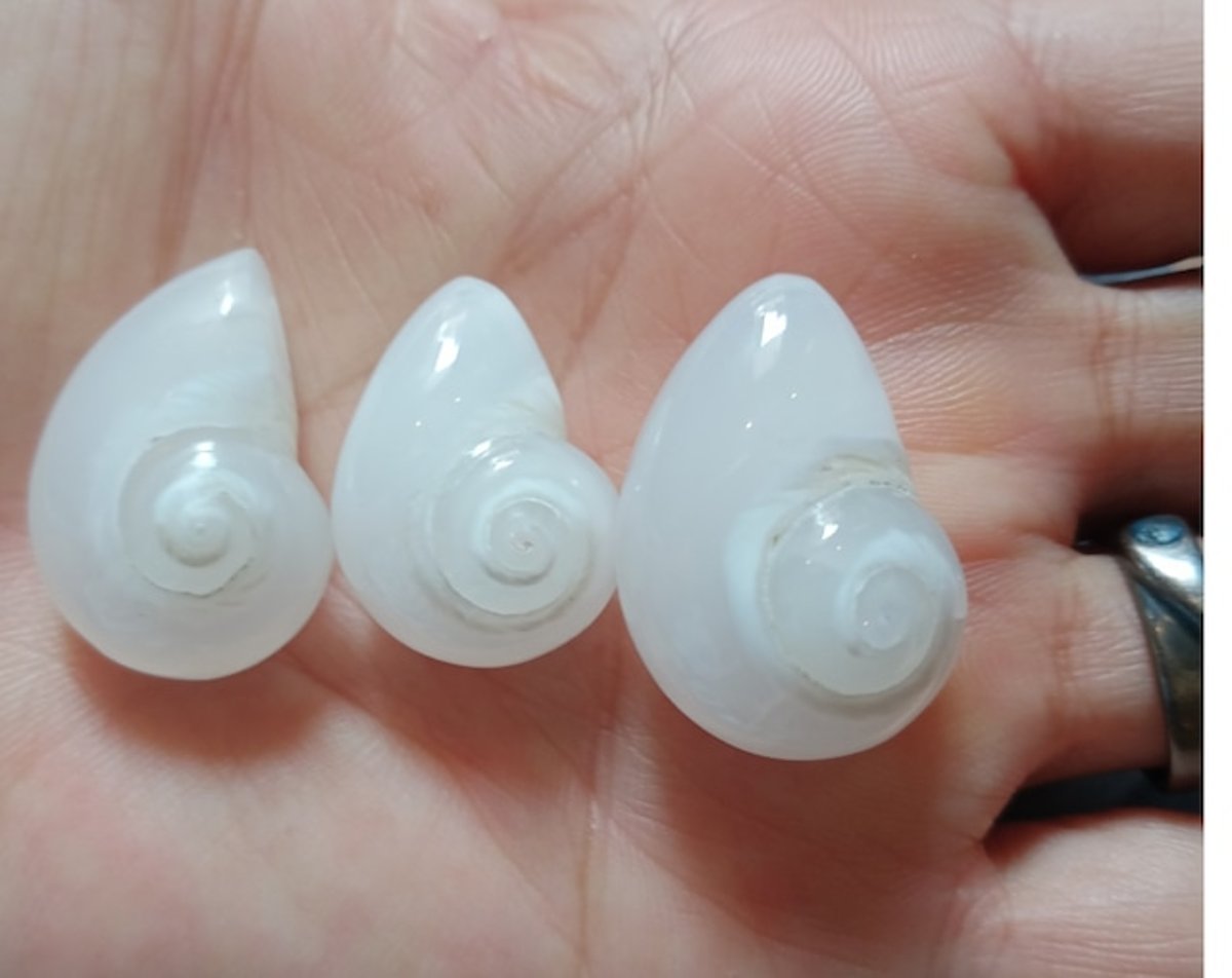 希少な特大お姿☆ ケオン パワーストーン 鉱物 イシカブラ 貝殻 標本