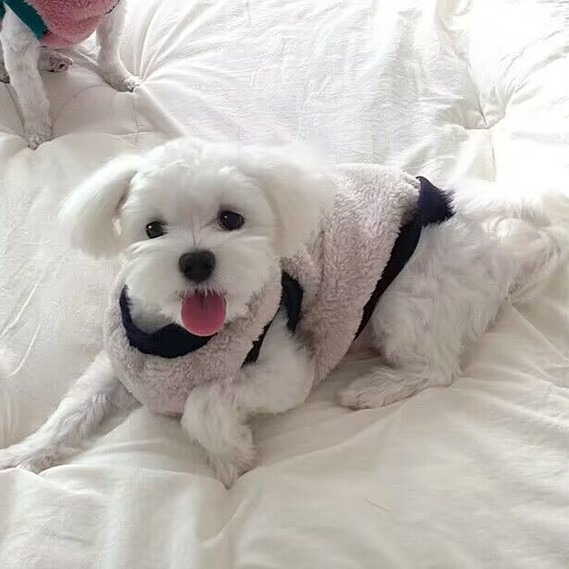 もこフワ手触り！miumiupet テディフリース つなぎ ロンパース ドッグ