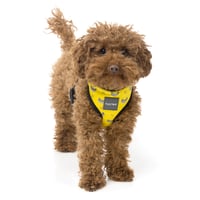 【Mサイズ】ペット ペット用品 ハーネス fuzzyard ファズヤード ソフトハーネス ファッションハーネス アクセサリー 犬用 犬猫兼用 犬アイテム ペットアクセサリー おしゃれ