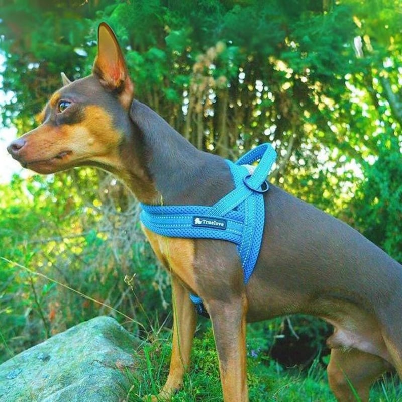 大型犬用】Truelove トゥルーラブ ペット ペット用品 ハーネス ソフト