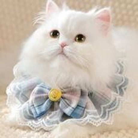 キャットカラー 首輪アクセサリー レース リボンデザイン 軽量 簡単 猫首輪 猫の首輪 猫用首輪 おしゃれ かわいい 猫服 キャットウェア