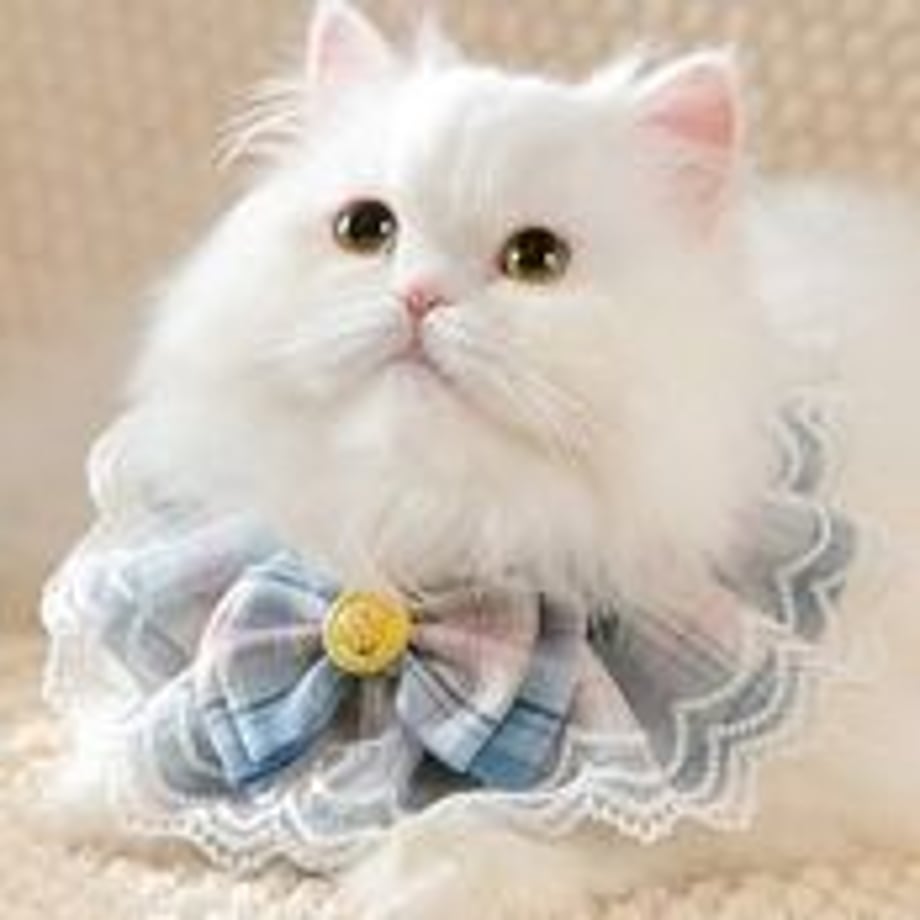 6438fb92fddd80002abe18ca
