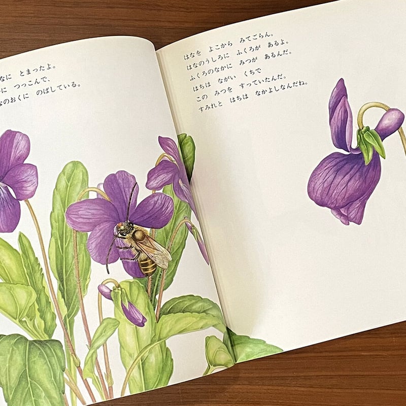 かがくのとも通巻313号 すみれとあり | 古本選堂 online store