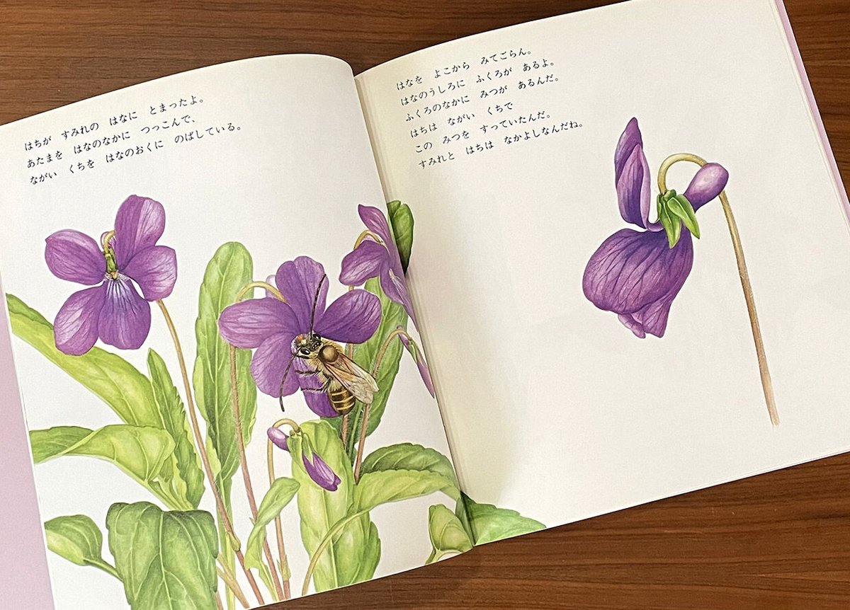 かがくのとも通巻313号 すみれとあり | 古本選堂 online store