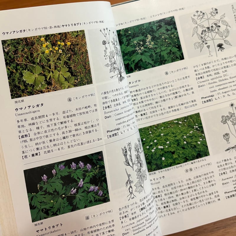 新版 日本原色雑草図鑑 | 古本選堂 online store