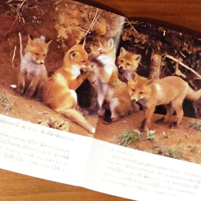 月刊たくさんのふしぎ通巻304号 キタキツネのおかあさん | 古本選堂