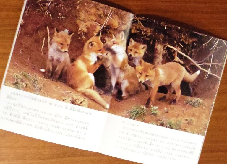 月刊たくさんのふしぎ通巻304号 キタキツネのおかあさん | 古本選堂