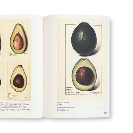 An Illustrated Catalog of American Fruits & Nuts