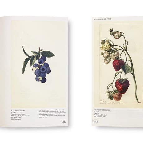 An Illustrated Catalog of American Fruits & Nuts