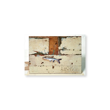 Kei Imazu / 【B-6】Lost Fish Postcard