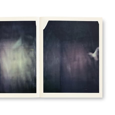 Paolo Roversi / Des oiseaux