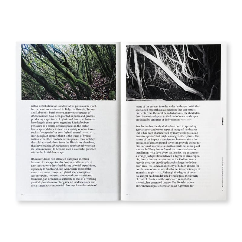 汪洋【薔薇】/ Wang Yang 肉質画 画集あり 汪洋【薔薇】/ Wang Yang