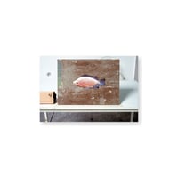Kei Imazu / 【B-2】Lost Fish Postcard