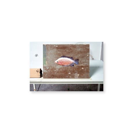 Kei Imazu / 【B-2】Lost Fish Postcard