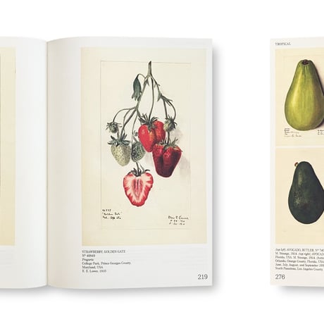 An Illustrated Catalog of American Fruits & Nuts