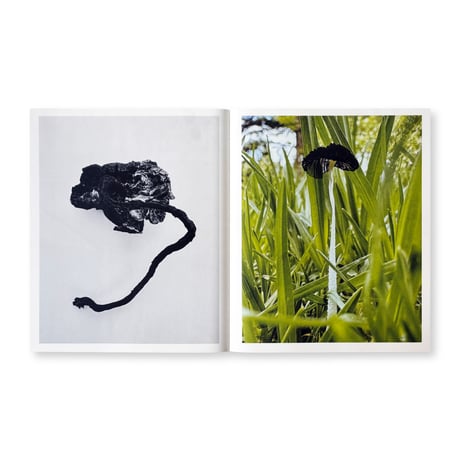 Ying Ang / Fruiting Bodies