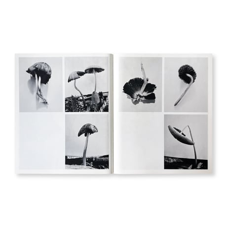 Ying Ang / Fruiting Bodies