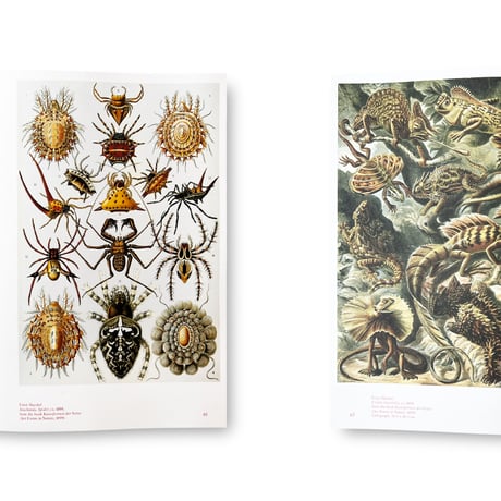 Jens Hoffmann / Animality