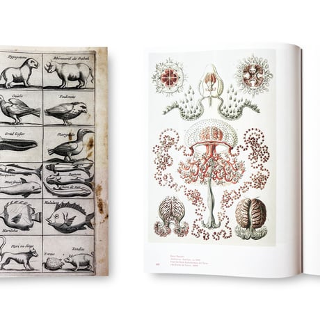 Jens Hoffmann / Animality