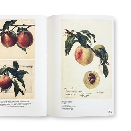 An Illustrated Catalog of American Fruits & Nuts