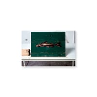 Kei Imazu / 【B-4】Lost Fish Postcard