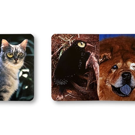 Chantal Rens / Various Animals