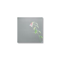Rinko Kawauchi / 【6×6-22】Untitled from 6×6 Postcard