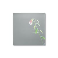 Rinko Kawauchi / 【6×6-3】Untitled from 6×6  Poster