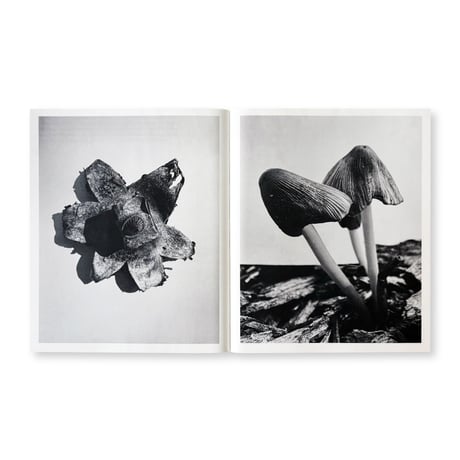 Ying Ang / Fruiting Bodies