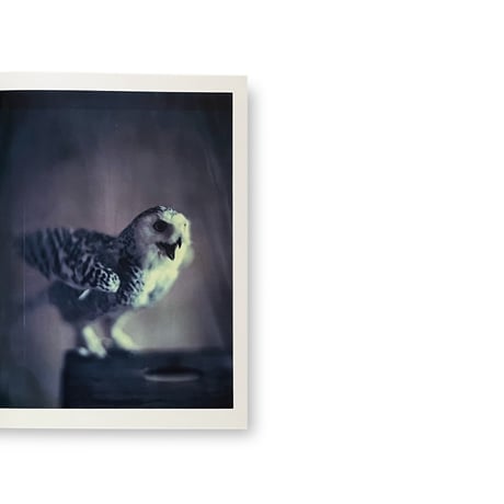 Paolo Roversi / Des oiseaux