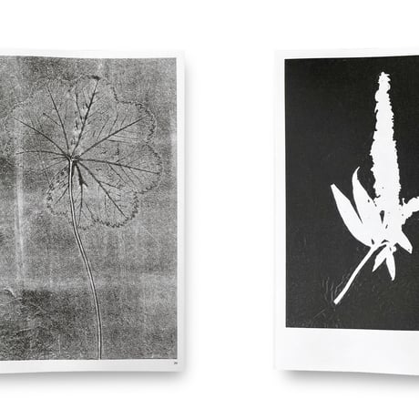 Herma de Wit / Essence of Nature