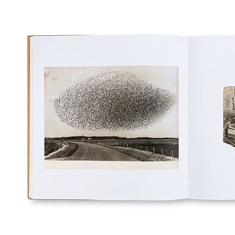 Murray Moss / Tertium Quid