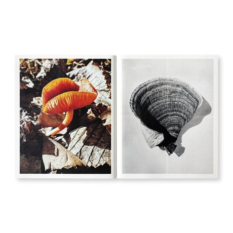 Ying Ang / Fruiting Bodies