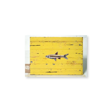 Kei Imazu / 【B-8】Lost Fish Postcard