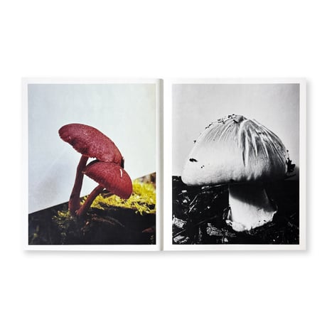 Ying Ang / Fruiting Bodies