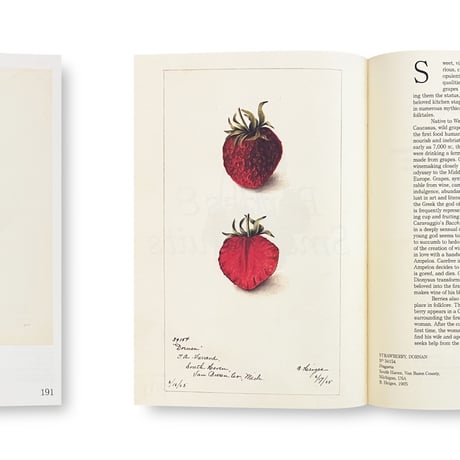 An Illustrated Catalog of American Fruits & Nuts