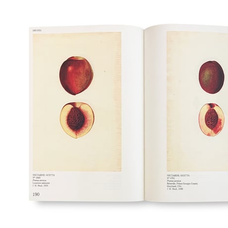 An Illustrated Catalog of American Fruits & Nuts