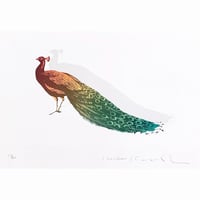 28.木村光佑 <孔雀>